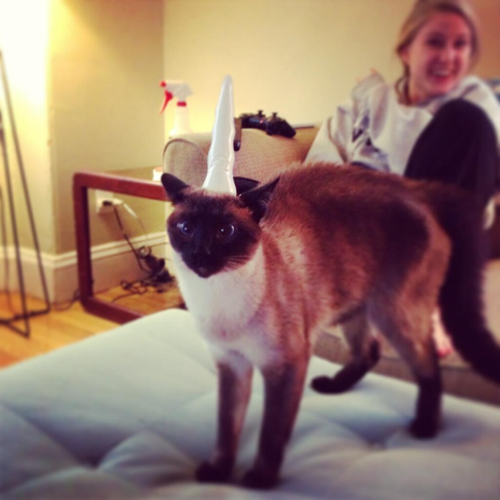 siamese unicorn