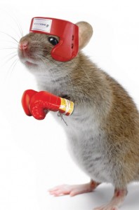 boxing mouse